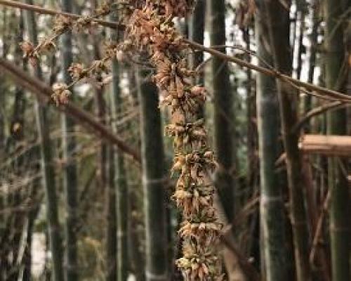 Dendrocalamus sp thai 1