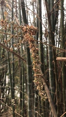 Dendrocalamus sp thai 1