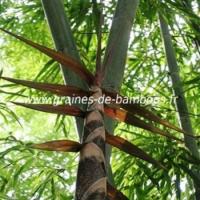 Dendrocalamus strictus graines de bambous fr