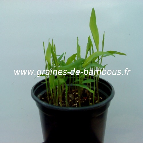 Dendrocalamus strictus semis 100 graines