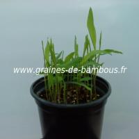 dendrocalamus-strictus-semis-www-graines-de-bambous-fr.jpg