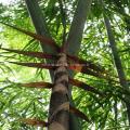 dendrocalamus-strictus-www-graines-de-bambous-fr-1.jpg