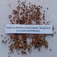 Dendrocalamus bangladesh 20 graines