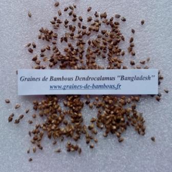 Dendrocalamus bangladesh 50 graines