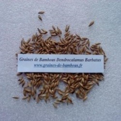 Dendrocalamus barbatus 50 graines 
