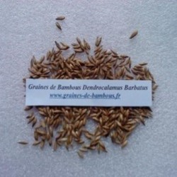 Dendrocalamus barbatus 50 graines
