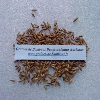 Dendrocalamus barbatus 50 graines
