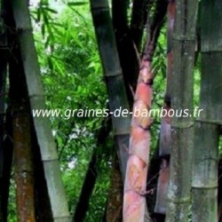 Dendrocalamus barbatus graines de bambous fr