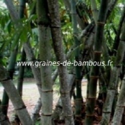 Dendrocalamus barbatus graines giant bamboo