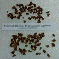 Dendrocalamus giganteus graines 2014 www graines de bambous fr