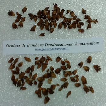 Dendrocalamus yunnanenicus graines 2014 www graines de bambous fr