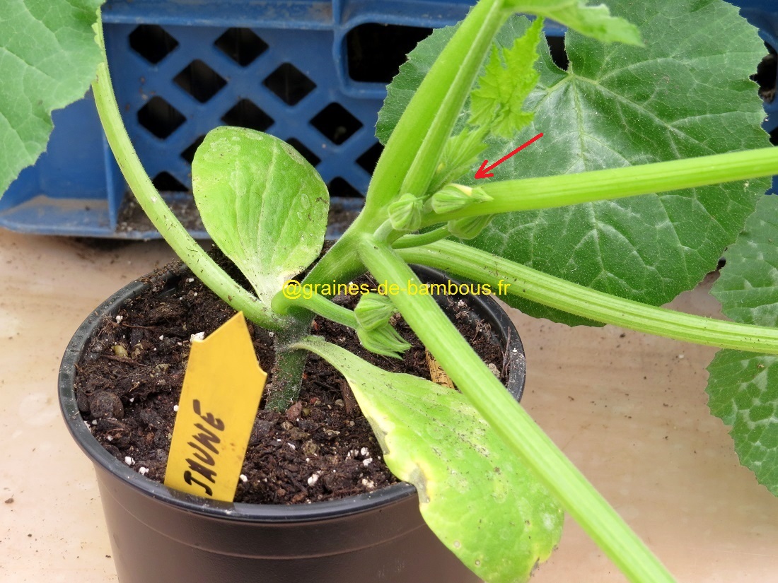 Detail courgette jaune