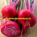 Di chioggia graines de betteraves rouges