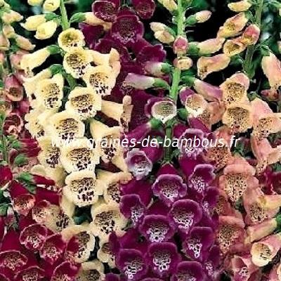 Digitale fleur couleur variee