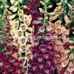 Digitale purpurea couleurs variees graines de bambous fr