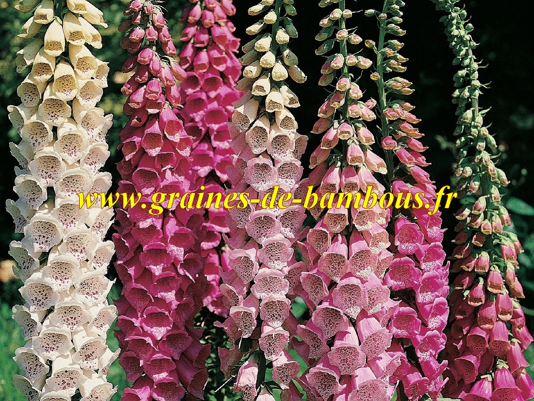 Digitale purpurea