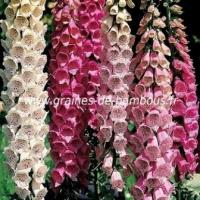 Digitalis purpurea