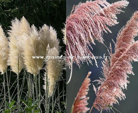 Double pampa blanche rose graines de bambous