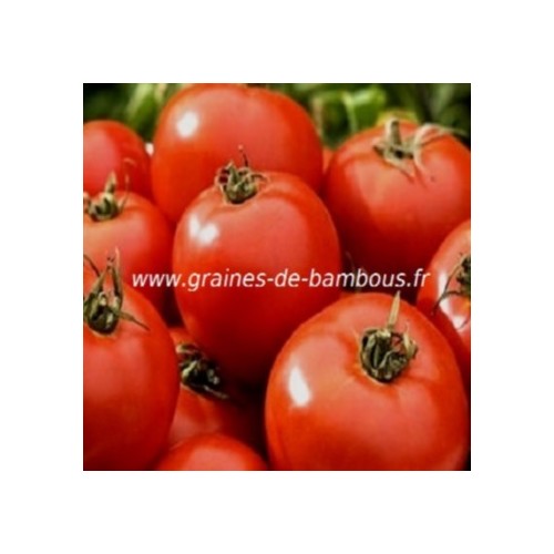 Druzba graines de tomate rouge fruit