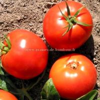 Druzba graines de tomate