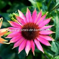 Echinacea purpurea graines de bambous fr