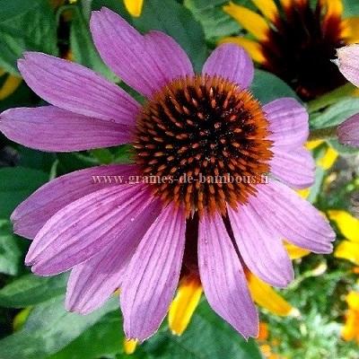 Echinacea purpurea graines