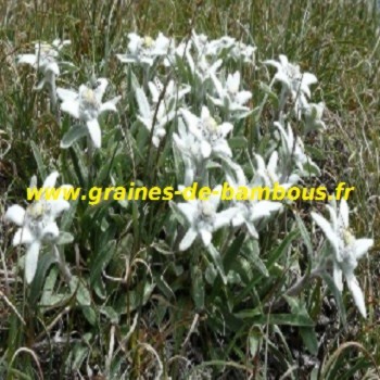 edelweiss-des-alpes-leontopodium-alpinium-graines-de-bambous-fr.jpg