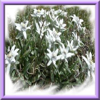 edelweiss-des-alpes-www-graines-de-bambous-fr-www-grainesdebambous-com-2.jpg