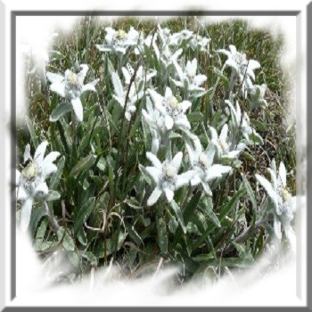 edelweiss-des-alpes-www-graines-de-bambous-fr-www-grainesdebambous-com.jpg