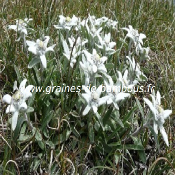 edelweiss-des-alpes-www-graines-de-bambous-fr.jpg