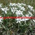 edelweiss-des-alpes-www-grainesdebambous-com-1.jpg