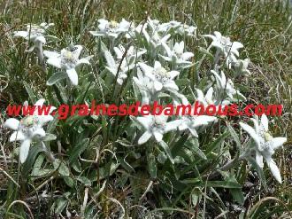 edelweiss-des-alpes-www-grainesdebambous-com-1.jpg