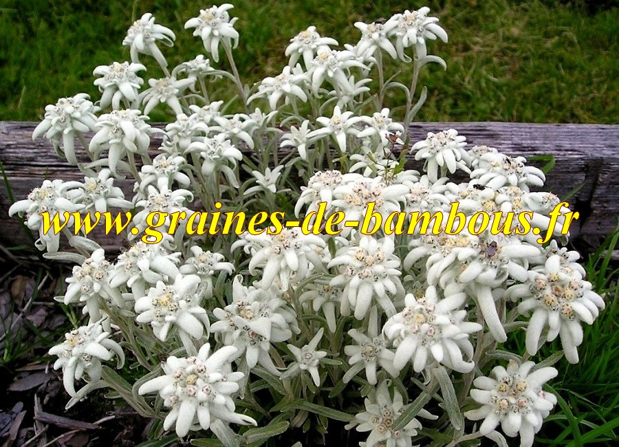 Edelweiss graines semences