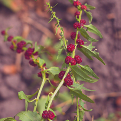 Epinard chenopodium capitatum graines de bambous fr 3