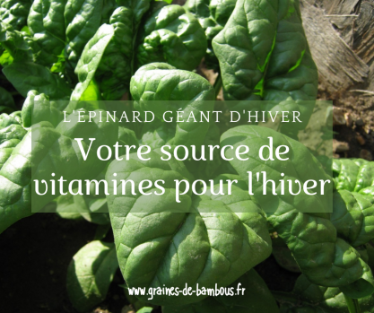 Epinard publication blog graines de bambous fr