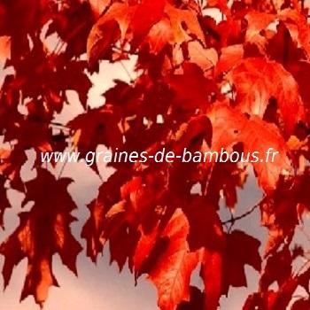 erable-a-sucre-acer-saccharum-www-graines-de-bambous-fr-1.jpg