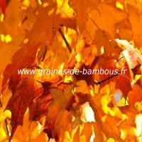 erable-a-sucre-acer-saccharum-www-graines-de-bambous-fr-2.jpg