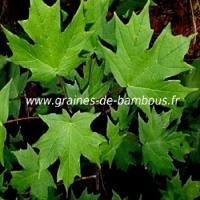 erable-a-sucre-acer-saccharum-www-graines-de-bambous-fr-3.jpg