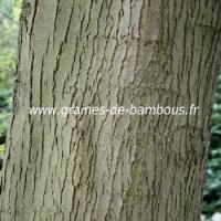 erable-a-sucre-acer-saccharum-www-graines-de-bambous-fr-4.jpg