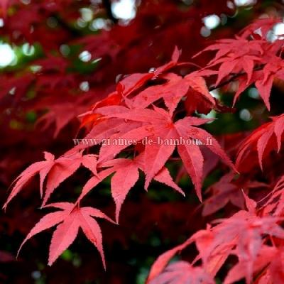 Erable palmatum atropurpurea