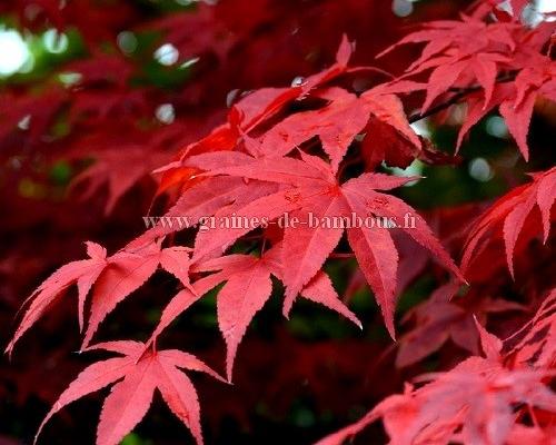 Erable palmatum atropurpurea