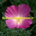 Eschscholzia californica purple gleam
