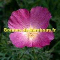 Eschscholzia californica purple gleam