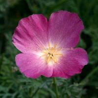 Eschscholzia purple gleam