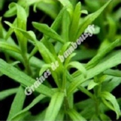Estragon artemisia dracunculus graines de bambous fr