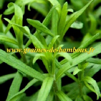 Estragon artemisia dracunculus www graines de bambous fr