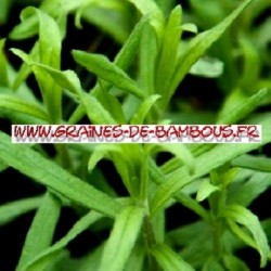 Estragon russe 10000 graines
