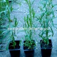 Estragon russe artemisia dracunculus www graines de bambous fr