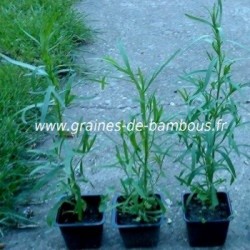 Estragon russe www graines de bambous fr