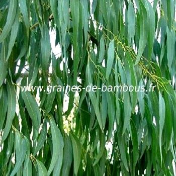 eucalyptus-des-neiges-niphophila-www-graines-de-bambous-fr.jpg